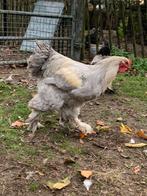 Te koop Broedeieren Brahma groothoender Isabel, Dieren en Toebehoren, Pluimvee, Kip