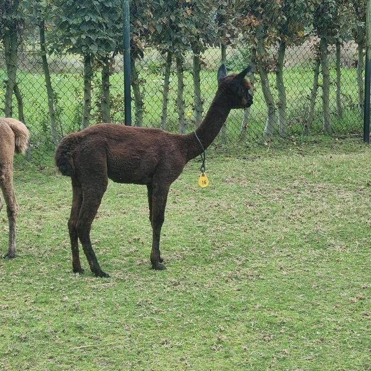 Alpaca veulens  meerdere  kleuren, Dieren en Toebehoren, Overige Dieren, Mannelijk, Februari