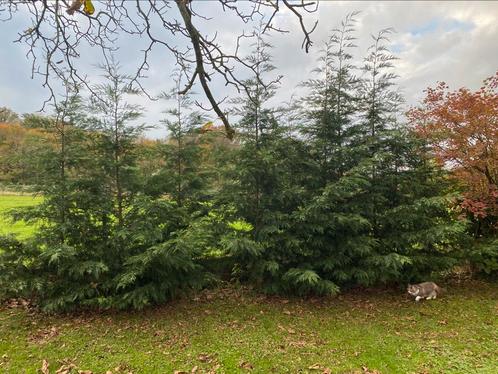 CYPRÈS Leylandii à la pièce où en lot, Tuin en Terras, Planten | Bomen, Overige soorten, 250 tot 400 cm, Ophalen