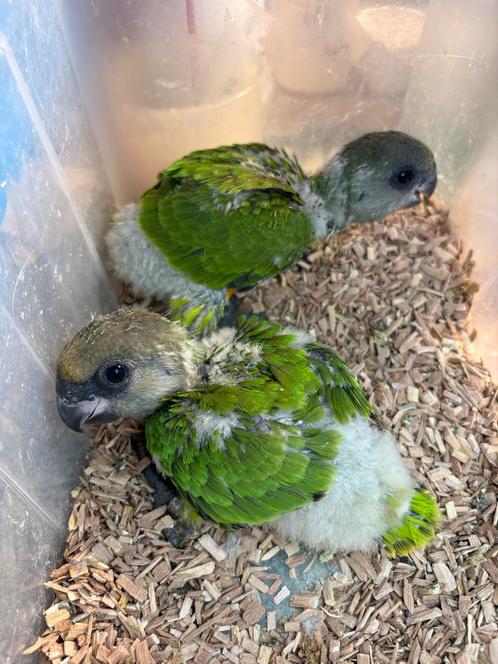Youyou du Sénégal EAM a reserver, Dieren en Toebehoren, Vogels | Parkieten en Papegaaien, Papegaai, Meerdere dieren, Tam