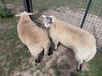 2 sterke mannelijke schapen te koop, Dieren en Toebehoren, Mannelijk, Schaap
