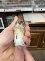 Kruiser kneu x kanarie, Dieren en Toebehoren, Vogels | Overige Vogels, Mannelijk, Wildzangvogel, Geringd