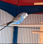 Grasparkiet, Dieren en Toebehoren, Vogels | Parkieten en Papegaaien, Mannelijk, Parkiet