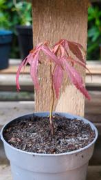Japanse esdoorn acer palmatum blood good, Tuin en Terras, Ophalen, In pot, Volle zon
