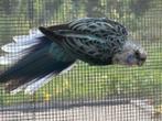 Blauwe Rosella man 2025, Dieren en Toebehoren, Mannelijk, Parkiet, Geringd