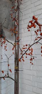 Ziziphus, Enlèvement