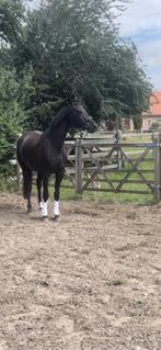 3,5 jarige dressuurmerrie zoekt thuis, Dieren en Toebehoren, Paarden, Gechipt, Niet van toepassing, Dressuurpaard, 3 tot 6 jaar