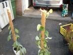 Epipremnum met kokosstok een kamerplant, Huis en Inrichting, Kamerplanten, Ophalen, Overige soorten, Halfschaduw, 100 tot 150 cm