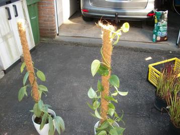 Epipremnum met kokosstok een kamerplant beschikbaar voor biedingen