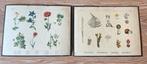 2 antieke hardboard schoolplaten Botanique, Ophalen of Verzenden