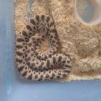 Western hognose, Dieren en Toebehoren, Slang, 3 tot 6 jaar