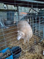 Schaap ram bok, Dieren en Toebehoren, Mannelijk, Schaap, 0 tot 2 jaar