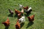 Beste leggers in 7 rassen Belgische kwaliteit 0499/082381, Dieren en Toebehoren, Pluimvee, Vrouwelijk, Kip