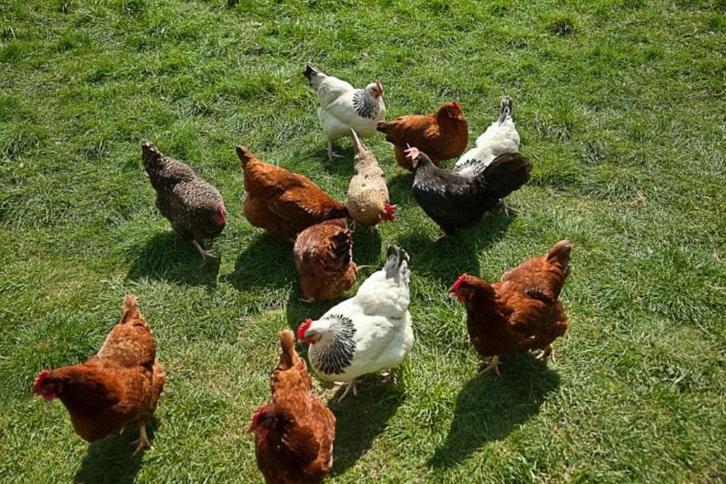Beste leggers in 7 rassen Belgische kwaliteit 0499/082381, Dieren en Toebehoren, Pluimvee, Kip, Vrouwelijk