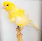 Noord-Hollandse frise kanarie mannen, Dieren en Toebehoren, Vogels | Kanaries, Mannelijk, Postuurkanarie