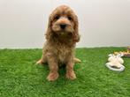 Cockapoo pups, Dieren en Toebehoren, België, Overige rassen, 8 tot 15 weken, CDV (hondenziekte)