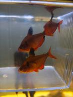 3 x karperzalm vissen, Dieren en Toebehoren, Vissen | Aquariumvissen, Vis, Zoetwatervis, Schoolvis