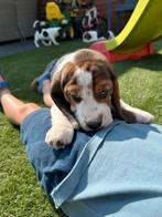 Lieve beagle pups, België, 8 tot 15 weken, Meerdere, Fokker | Professioneel