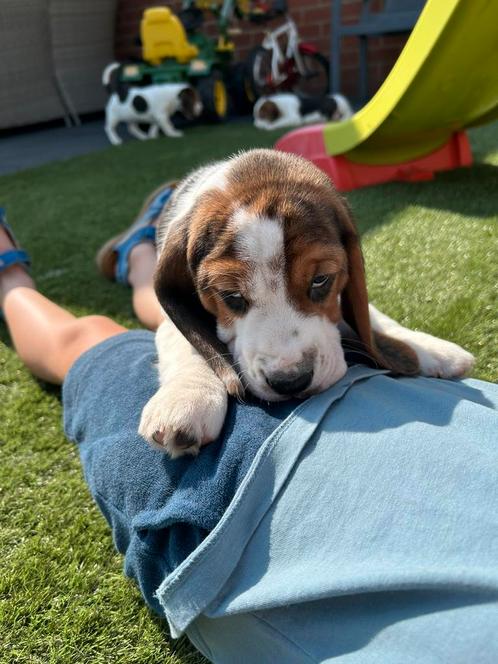 Lieve beagle pups, Dieren en Toebehoren, Honden | Beagles, Bassets en Lopende honden, Fokker | Professioneel, Meerdere, België