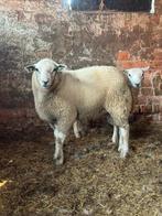 Dekbok, Dieren en Toebehoren, Schapen, Geiten en Varkens