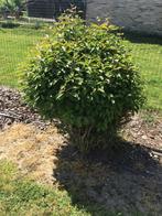Arbuste, Tuin en Terras, Planten | Struiken en Hagen, Ophalen, Struik