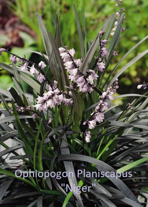 Ophiopogon planiscapus "Niger", zwarte slangenbaard., Tuin en Terras, Planten | Tuinplanten, Vaste plant, Volle zon, Zomer, Ophalen