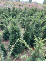 Taxus baccata met kluit, Ophalen, Taxus