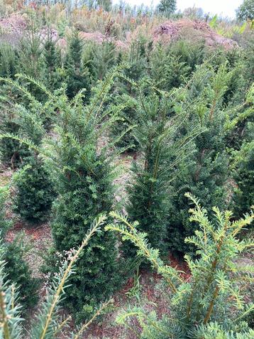 Taxus baccata met kluit beschikbaar voor biedingen