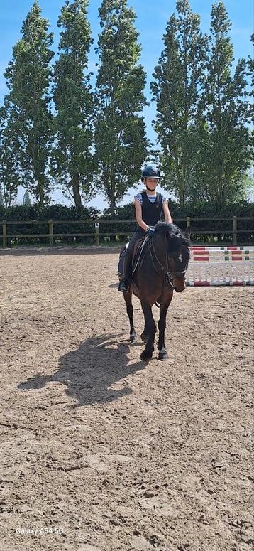 5j d pony braaf te koop, Dieren en Toebehoren