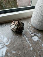 Coque en murex, Collections, Enlèvement ou Envoi