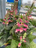 Digiplexis ‘Berry Canary’ Potmaat 17, Ophalen, Zomer, Vaste plant, Halfschaduw