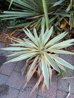 Yucca filamentosa, Ophalen