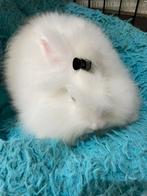 Angora konijn super super tam gecastreerd, Dieren en Toebehoren, Konijnen