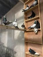 Pigeons qui volent haut, Animaux & Accessoires, Oiseaux | Pigeons