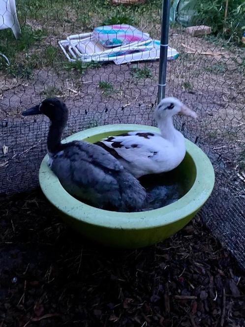 2 loopeenden, Huttegemse , vrouwtjes, Dieren en Toebehoren, Pluimvee, Eend, Vrouwelijk