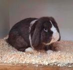 Weer te koop: bewezen zuivere minilop ram, Dieren en Toebehoren, Konijnen, Mannelijk, Klein, Hangoor, 0 tot 2 jaar