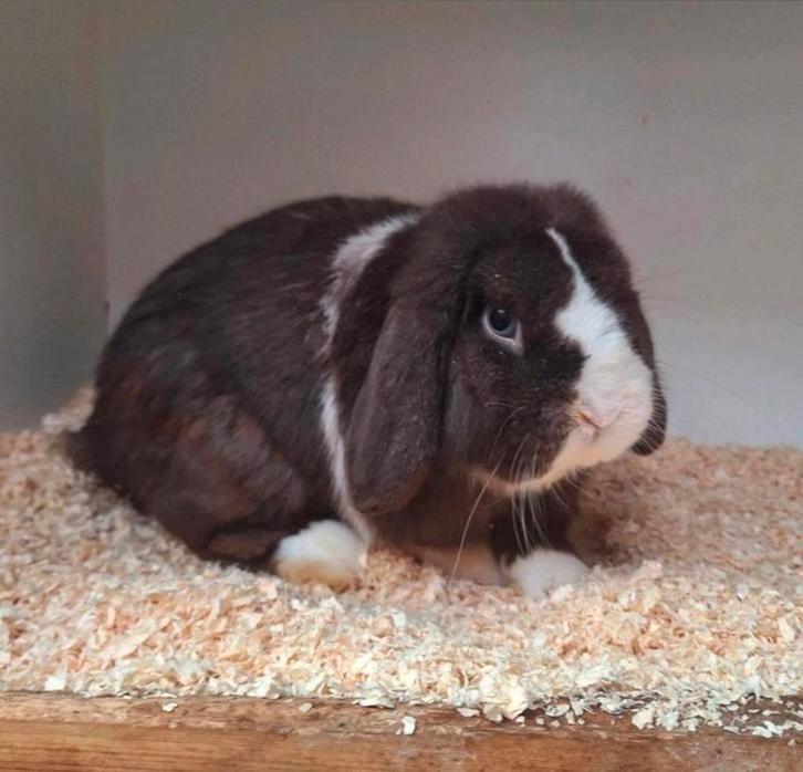 Weer te koop: bewezen zuivere minilop ram, Dieren en Toebehoren, Konijnen, Klein, Mannelijk, 0 tot 2 jaar, Hangoor