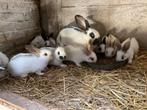 reuze vlinder konijnen te koop, Dieren en Toebehoren, Konijnen, Meerdere dieren, Groot, 0 tot 2 jaar