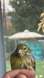 Kruising cini x kanarie, Dieren en Toebehoren, Mannelijk, Wildzangvogel