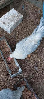 Opal lavender cream legbar, Animaux & Accessoires, Mâle, Poule ou poulet