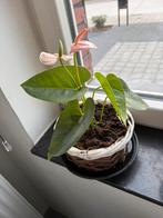 Mooie kamer plant in mandje te Nazareth., Ophalen