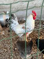 Broedeieren Cream legbar, Dieren en Toebehoren, Pluimvee, Meerdere dieren, Kip