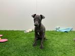 Nestje Italiaanse Windhondjes pups, Dieren en Toebehoren, België, Overige rassen, CDV (hondenziekte), 8 tot 15 weken