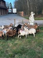 Kameroen schapen, Dieren en Toebehoren, Schapen, Geiten en Varkens, Meerdere dieren, Schaap, 0 tot 2 jaar