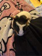 Cavia, Ophalen, Nieuw