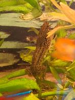 Marmer kreeften volwassenen, Dieren en Toebehoren