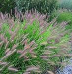 Pennisetum Red Head, Ophalen, Herfst
