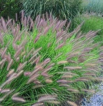 Pennisetum Red Head beschikbaar voor biedingen