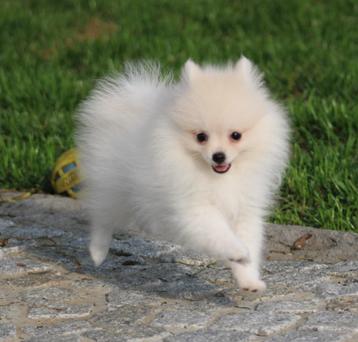 Pomeriaan/dwergkees pups beschikbaar voor biedingen