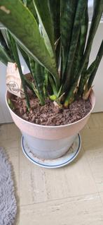 sanserveria, Ombre partielle, En pot, Plante verte, 100 à 150 cm